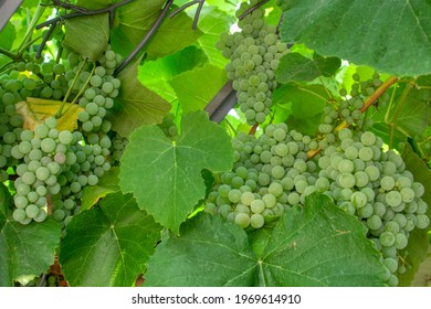 Fascicle Of Green Grape Growing Among The Leaves