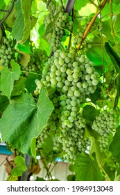 Fascicle Green Grape Growing Among The Leaves