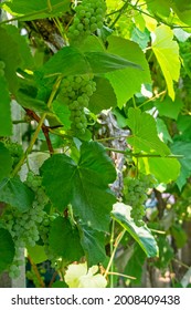 Fascicle Green Grape Growing Among The Leaves