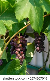 Fascicle Red Grape Among The Leaves. Vine Branch With Racemules Of Red Grape.