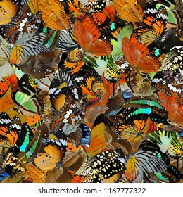 Fascinated background made of various beautiful butterfly top up each other as interesting texture for multiple usage and advertisment, exotic livery