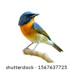 fascinated blue and orange bird perching on thin wood isolated on white background, Chinese blue flycatcher (Cyornis glaucicomans) 