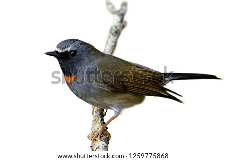Similar – Image, Stock Photo bird Life Nature Plant