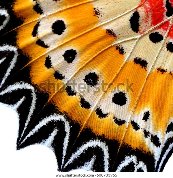 Fascinated yellow and black with beautiful lines texture of Leopard Lacewing butterfly wing surface, beautiful background. Butterfly mural. 