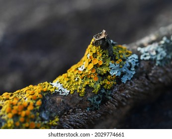 Fascinating common orange lichen (Xanthoria parietina) growing alongside some greenshield lichen on a dead branch in Wakefield, Quebec, Canada. - Shutterstock ID 2029774661