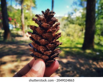 The Fascinating Female Strobilus Or Cone Of Conifer