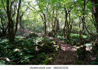 a fascinating forest with a path