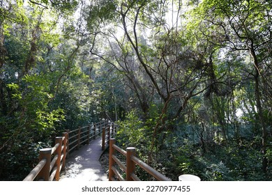 fascinating forest pathway in the refreshing sunlight