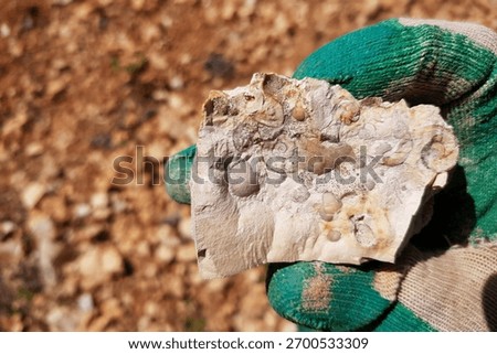 Fascinating fossilized shells within marble-like limestone, a geologist's recent find. Unearthing ancient marine life and Earth's deep geological past. Kaluga region, Russia
