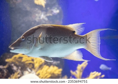 The Fascinating Hogfish Graces the Waters of S.E.A. Aquarium, Singapore, with Its Unique Presence.