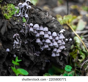 Fascinating Magic Mushrooms Forest Big Set On Old Log. Fungi Little Green Kingdom Healing The World. Plant Mystical Intelligent Wood Communication. Violet And White Fungus Alien Network Planet Earth