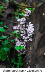 Fascinating Magic Mushrooms Forest Big Set On Old Log. Fungi Little Green Kingdom Healing The World. Plant Mystical Intelligent Wood Communication. Violet And White Fungus Alien Network Planet Earth