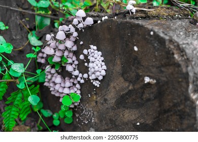 Fascinating Magic Mushrooms Forest Big Set On Old Log. Fungi Little Green Kingdom Healing The World. Plant Mystical Intelligent Wood Communication. Violet And White Fungus Alien Network Planet Earth