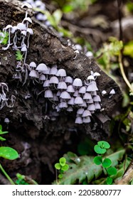 Fascinating Magic Mushrooms Forest Big Set On Old Log. Fungi Little Green Kingdom Healing The World. Plant Mystical Intelligent Wood Communication. Violet And White Fungus Alien Network Planet Earth