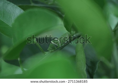 the fascinating orange tree caterpillar