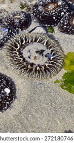 fascinating patterns on an anemone in a rock pool.