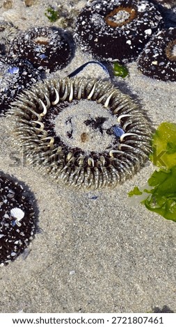 fascinating patterns on an anemone in a rock pool.