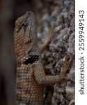 Fascinating reptile in Joshua Tree national park, California