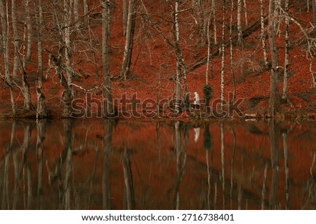A fascinating scenery of a forest reflection on lake.