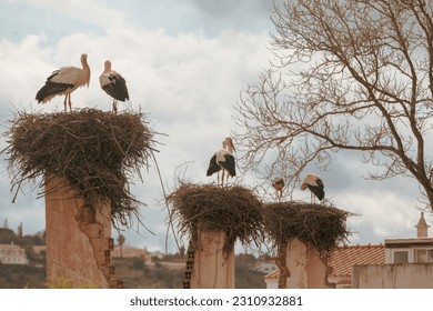 The fascinating storks of Silves, in the Algarve region of southern Portugal, are revered as harbingers of good luck