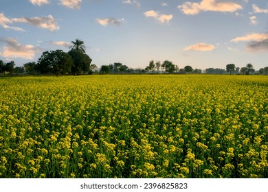 Fascinating view of dusk clouds over the canola fields in the countryside of the Punjab 