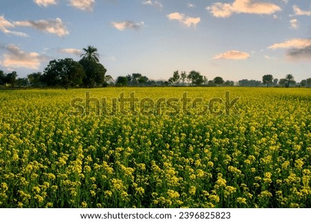 Fascinating view of dusk clouds over the canola fields in the countryside of the Punjab 