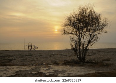 fascinating view of sunset tree and sunlight at evening