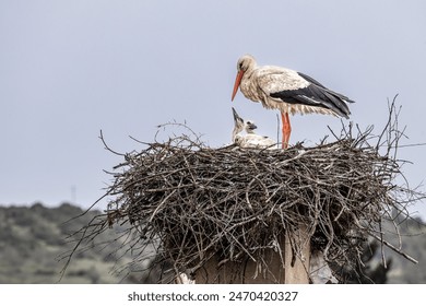 The fascinating White Storks, Ciconia ciconia at Odiaxere in the Algarve region, District Faro in Portugal.