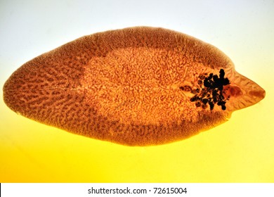 Fasciola Hepatica - Liver Fluke