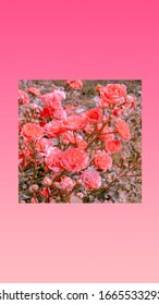 Pink Aesthetic Wallpaper Hd Stock Images Shutterstock
