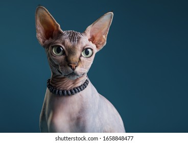 Fashion Beauty Sphinx Cat  Is Wearing 
Beads. Bald Cat Wears Jewelry. Hairless Fashion Cat Likes Gems Jewelry. Naked Cat In A Collar Posing In A Photo Studio. 