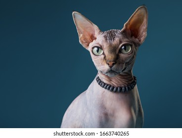 Fashion Beauty Sphinx Cat  Is Wearing 
Beads. Bald Cat Wears Jewelry. Hairless Fashion Cat Likes Gems Jewelry. Naked Cat In A Collar Posing In A Photo Studio. 