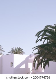 Fashion Canarian Minimal Tropical Location. Palm Tree And Summer Shadows. Travel Aesthetic Stylish Wallpaper