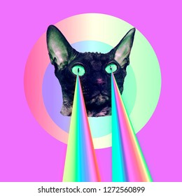 Fashion Cat With Rainbow Lasers From Eyes. Minimal Collage Funny Art