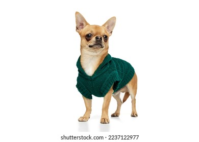 Fashion model in warm sweater. Cute pale yellow color chihuahua dog wearing animal clothes isolated on white studio background. Concept of dog's fashion, animal lifestyle, vet, care