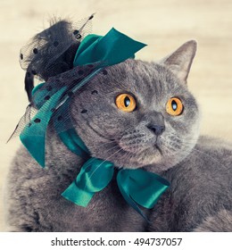 Fashion Portrait Of Cat Wearing Hat With Blue Ribbons Looking Up And Dreaming