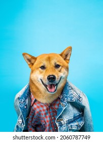 Fashion style dog in clothes Shiba Inu in jeans jacket and pink shirt looking at camera and smile. Blue background. Happy pet imitation of humans concept portrait. Funny animal theme