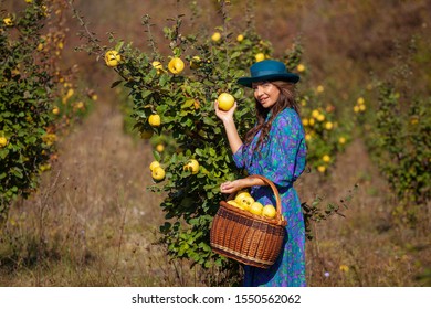 Fashion Woman In Blue Dress And Hat With Full Basket. Colecting Quince Fruits At Plantation Of Quinces Trees