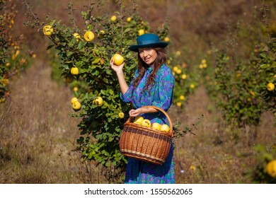 Fashion Woman In Blue Dress And Hat With Full Basket Colecting Quince Fruits At Plantation Of Quinces