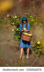 Fashion Woman In Blue Dress And Hat Holding Full Basket, Colecting Quince Fruits At Plantation Of Quinces