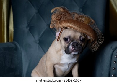 A fashionable bulldog dog in a stylish hat with a veil sits in a cozy chair during a fashion show. Studio photo of a french bulldog posing with a hat.