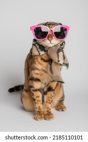 A fashionable cat in funny glasses and a scarf sits on a white background. Bengal cat in clothes for a stylish article.