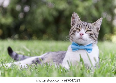 Fashionable Cat Lying Down In Grass Wearing Blue Bowtie