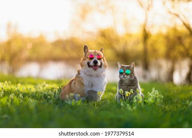 Fashionable Couple Corgi Dog And Striped Cat Sit On A Summer Sunny Meadow In Sunglasses Glasses