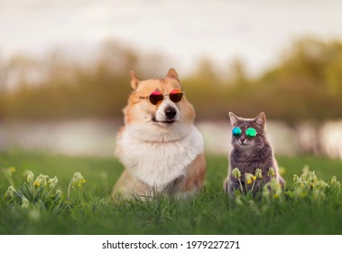 Fashionable Couple Corgi Dog And Striped Cat Sit On A Summer Sunny Meadow In Sunglasses Glasses