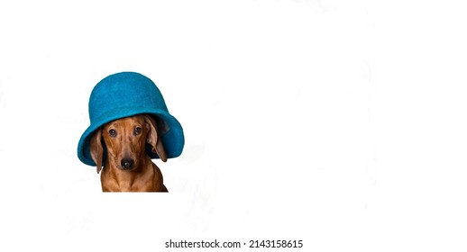 Fashionable Dachshund Dog Posing In A Blue Stylish Hat While Sitting On A White Banner Background During A Fashion Show. Studio Photo.