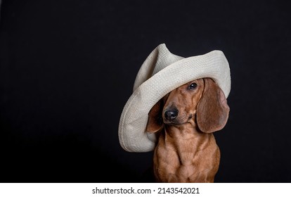 Fashionable Dachshund Hunting Dog In A White Straw Hat Sits On A Black Background During A Fashion Show. Studio Photo.