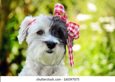 fashionable dog with red ribbon - Shutterstock ID 160397075