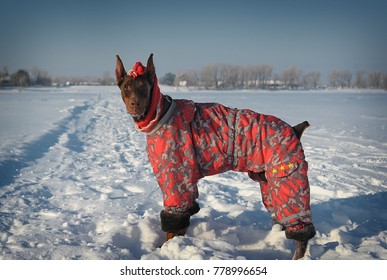 Fashionable Dog In Red Winter Overalls Snow. Doberman Specialized In Dog Clothes Walks