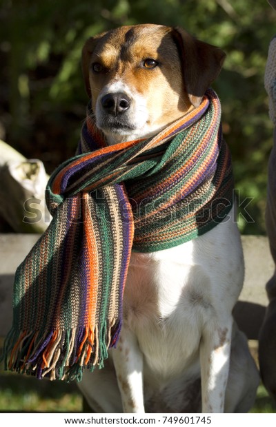 dog wearing scarf